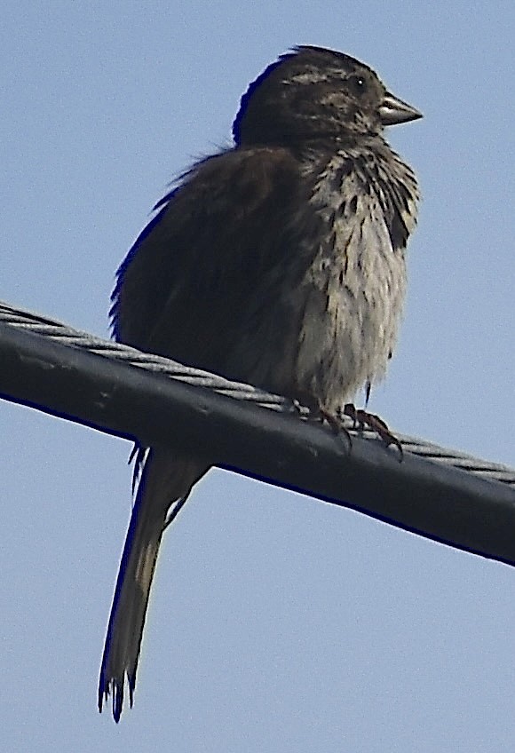 Song Sparrow - ML639915288