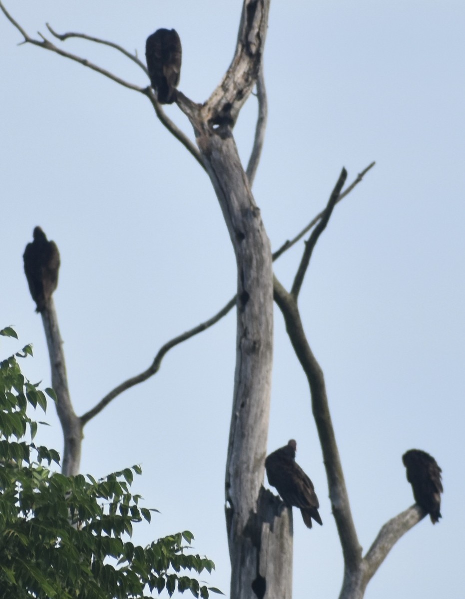 Turkey Vulture - ML639915297