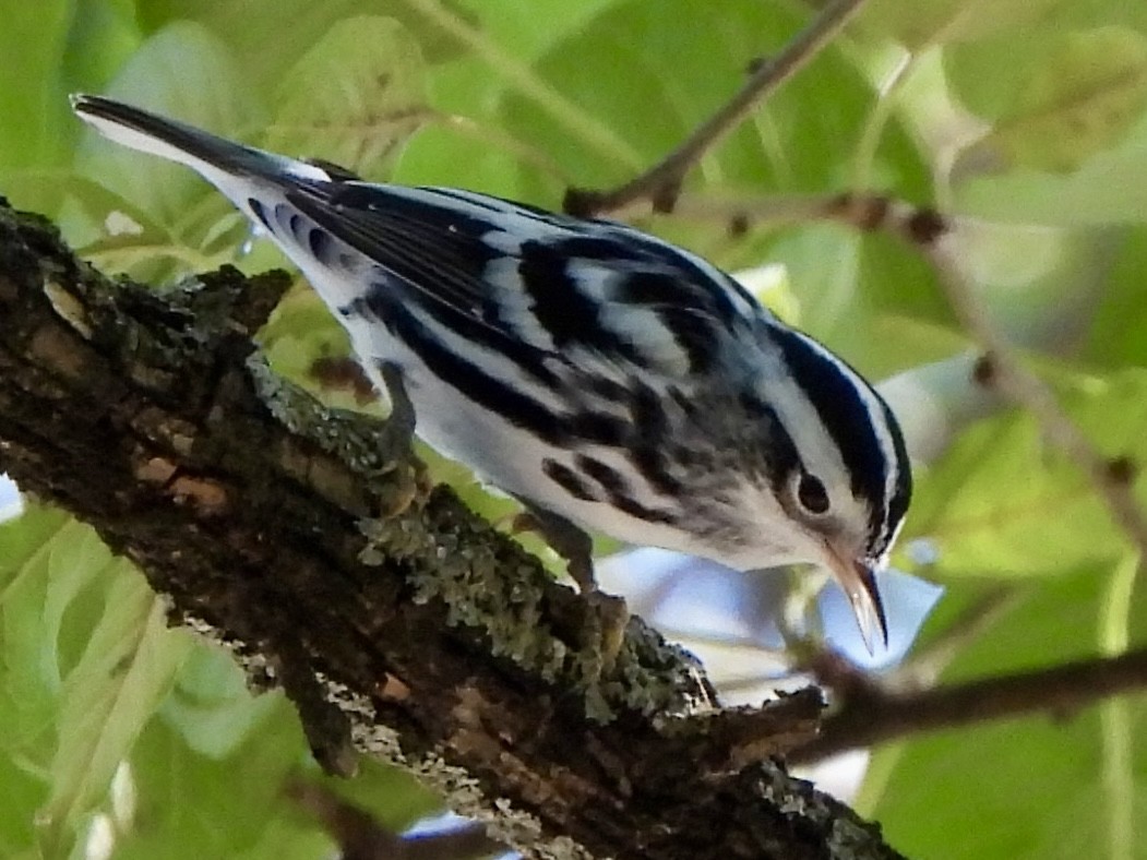 Black-and-white Warbler - ML639915318