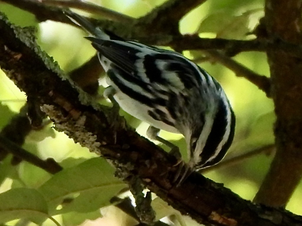 Black-and-white Warbler - ML639915336