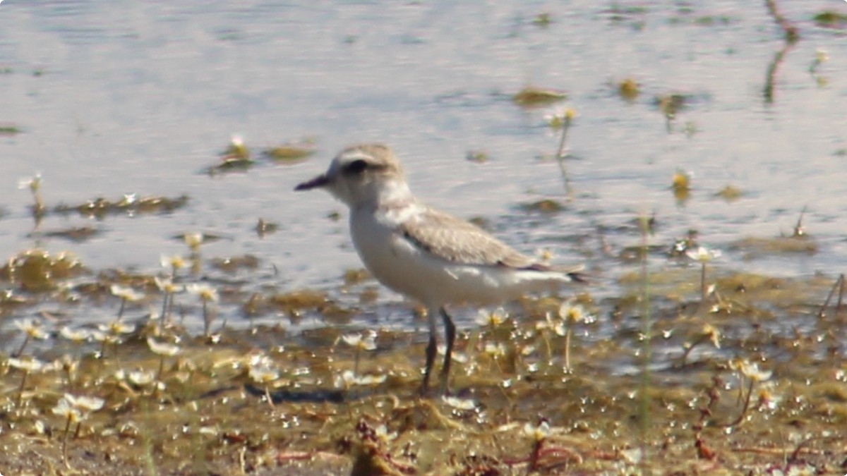 Snowy Plover - ML639915404