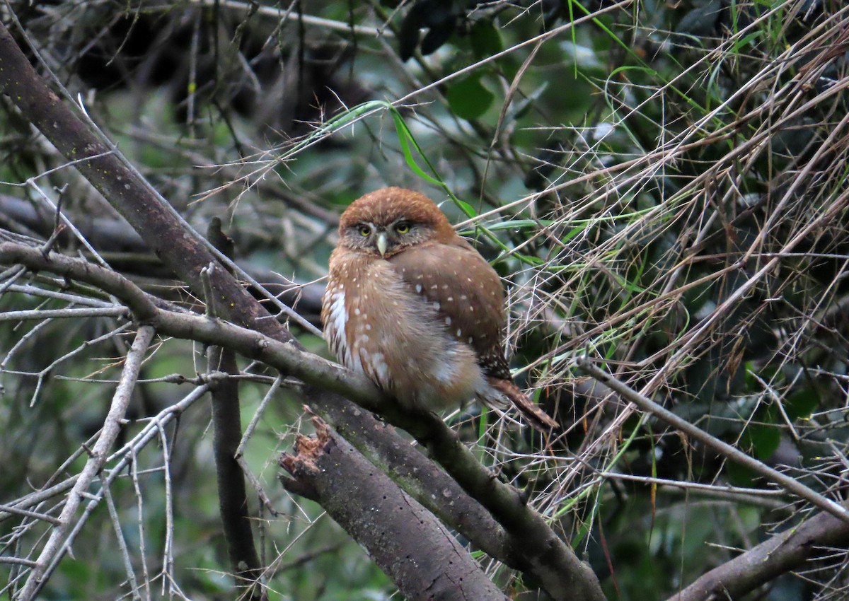 Austral Pygmy-Owl - ML639915426