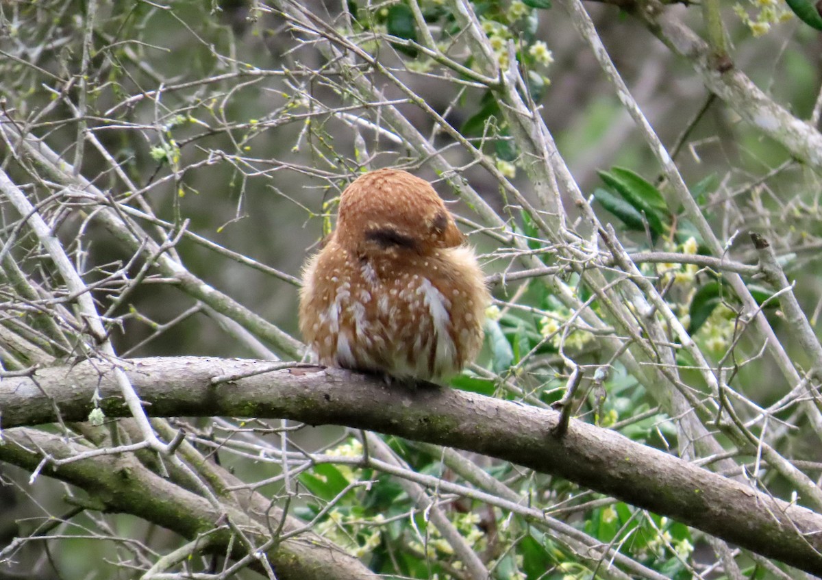 Austral Pygmy-Owl - ML639915427