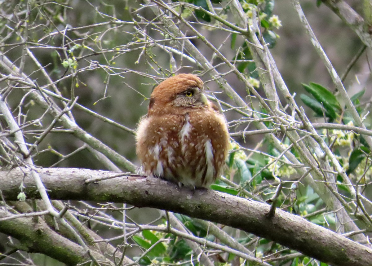 Austral Pygmy-Owl - ML639915428