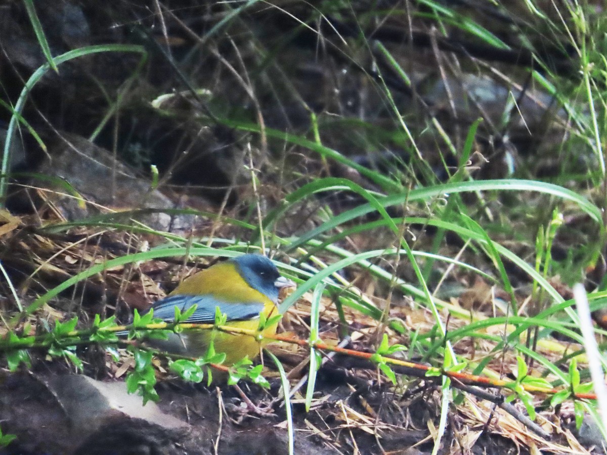 Gray-hooded Sierra Finch - ML639915438