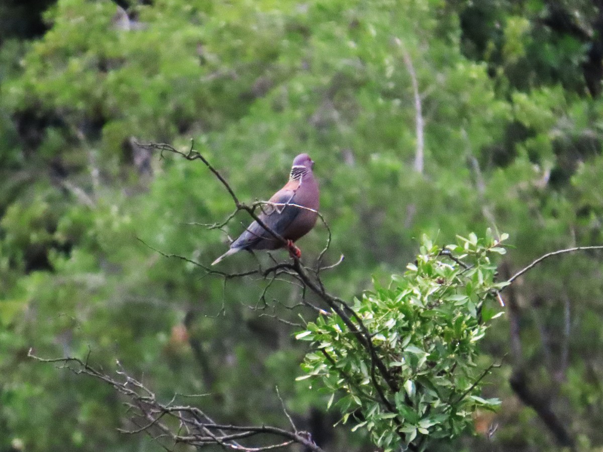Chilean Pigeon - ML639915470