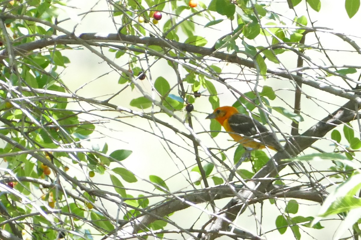 Flame-colored Tanager - ML639915481
