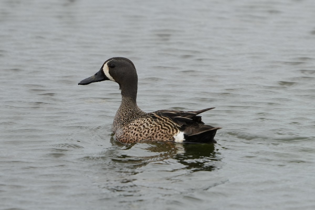 Blue-winged Teal - ML639915519