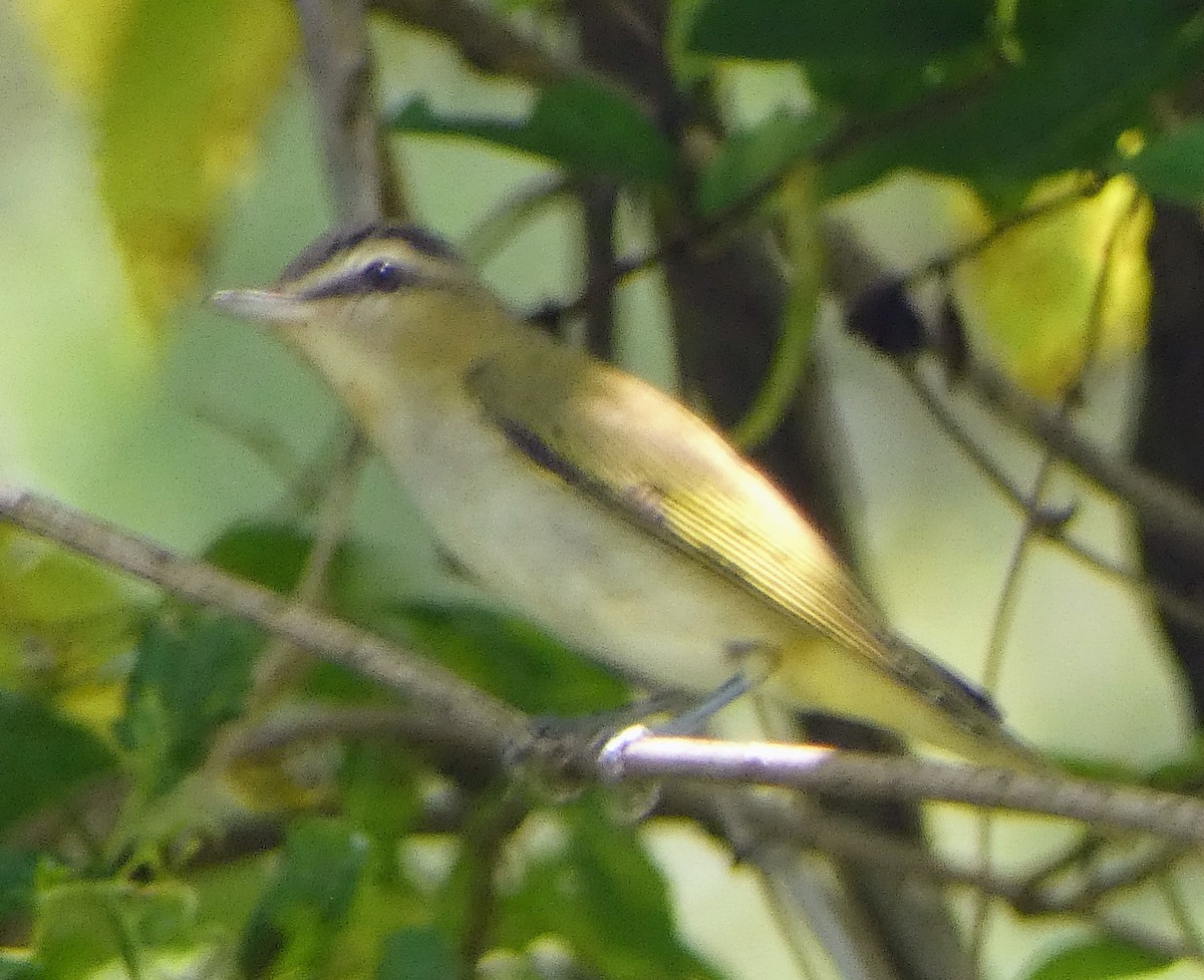 rødøyevireo - ML639915560