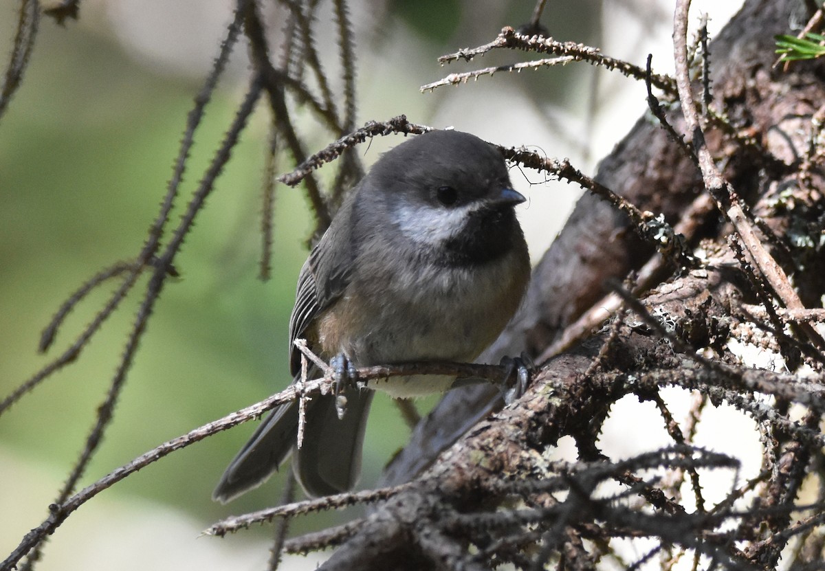 Boreal Chickadee - ML639915626