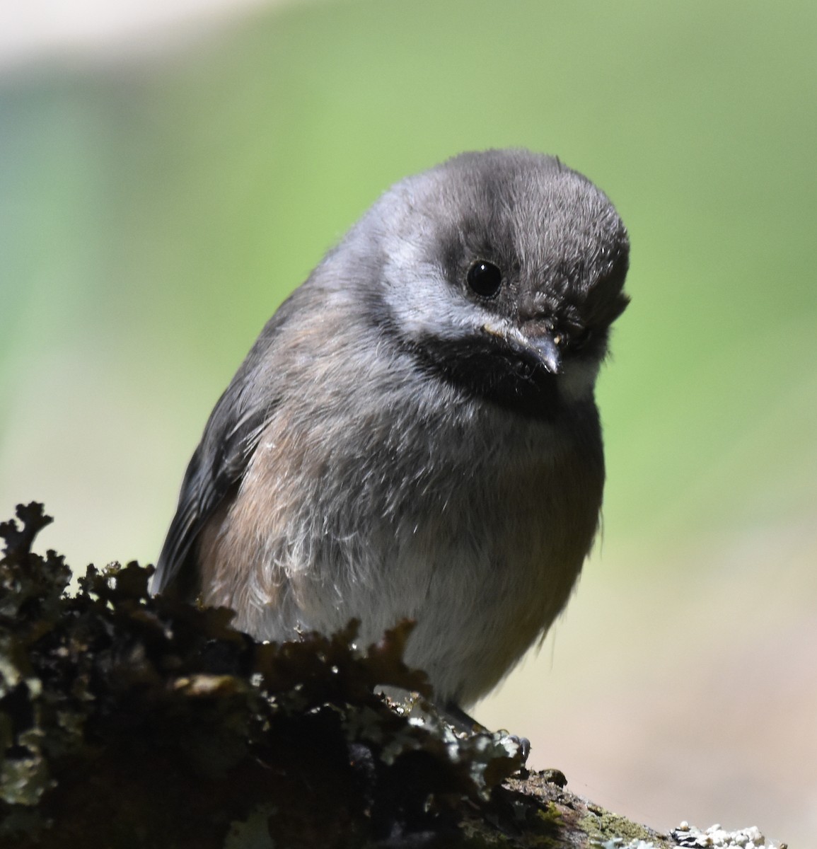 Boreal Chickadee - ML639915627
