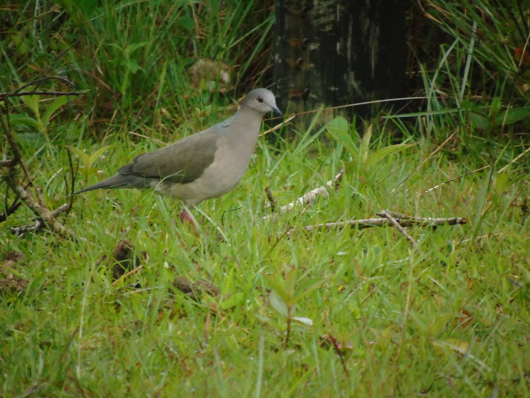 White-tipped Dove - ML639915644