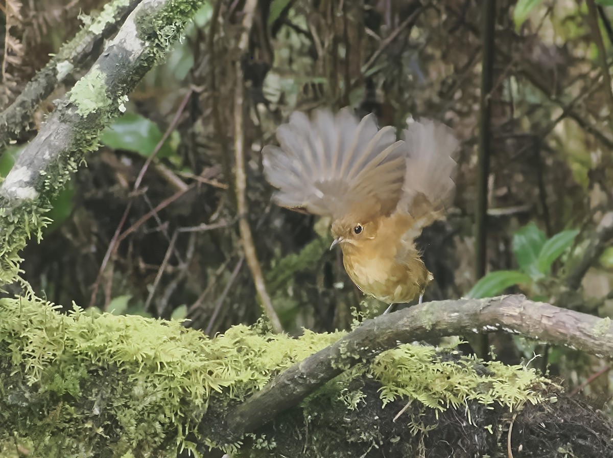 Muisca Antpitta - ML639915658