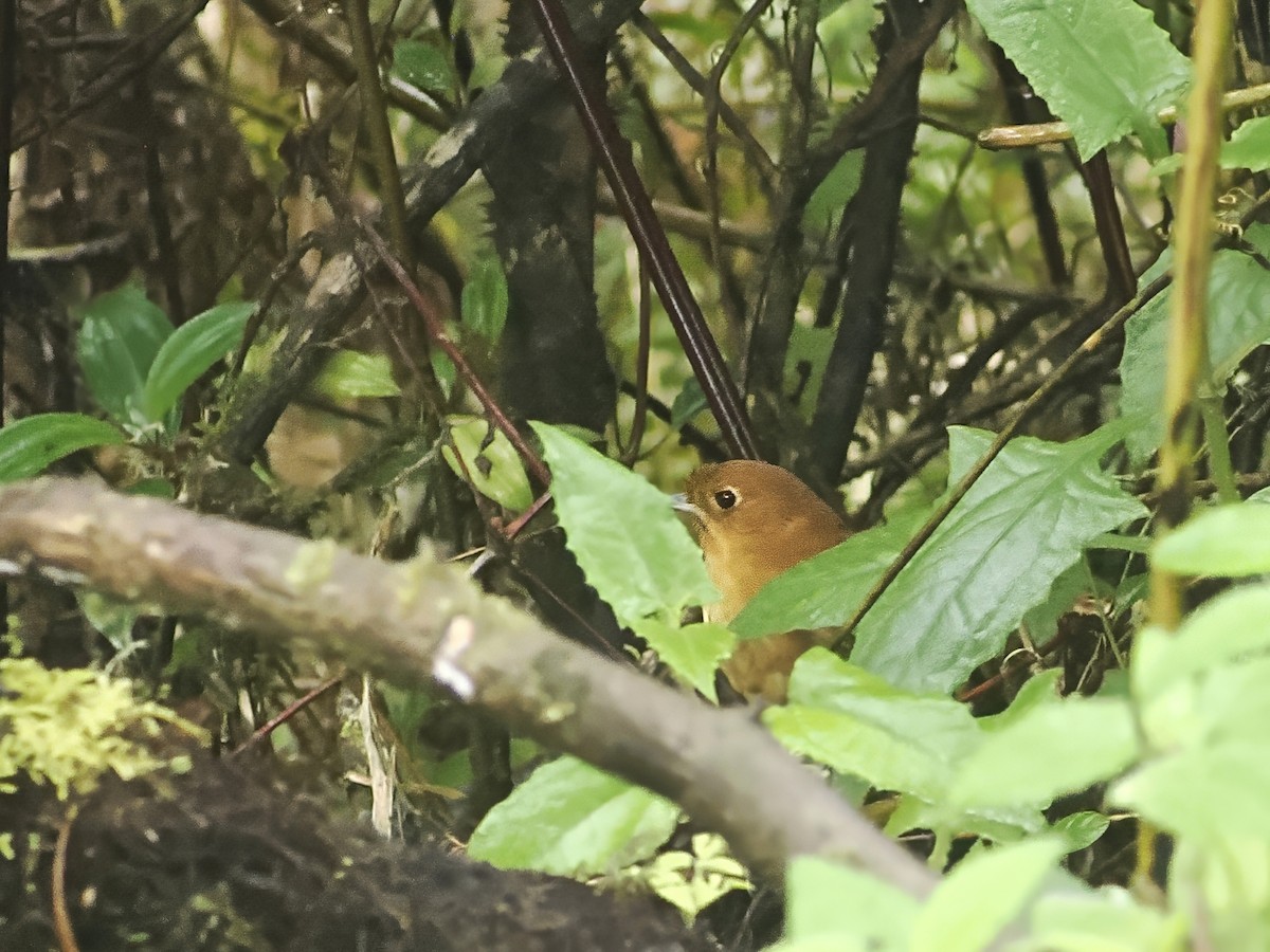 Muisca Antpitta - ML639915671