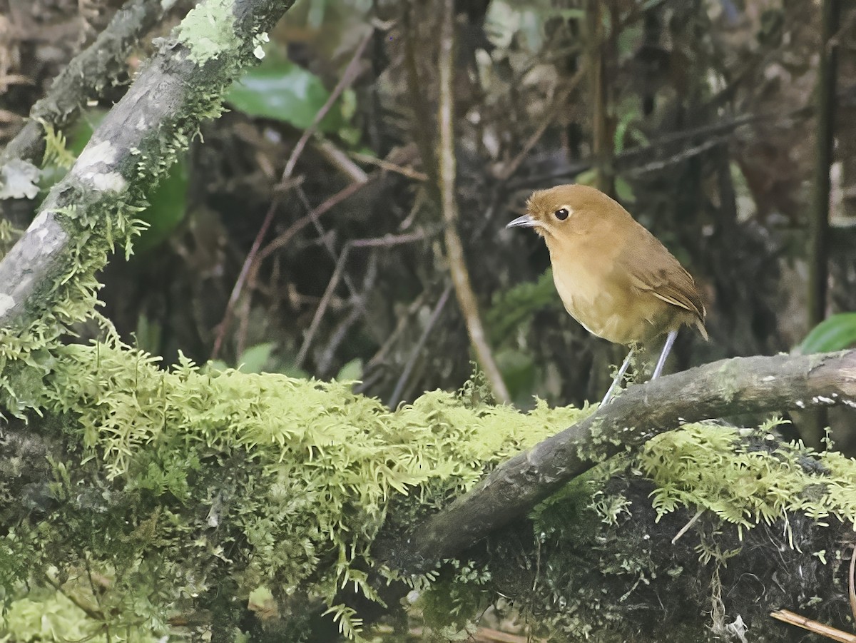 Muisca Antpitta - ML639915677