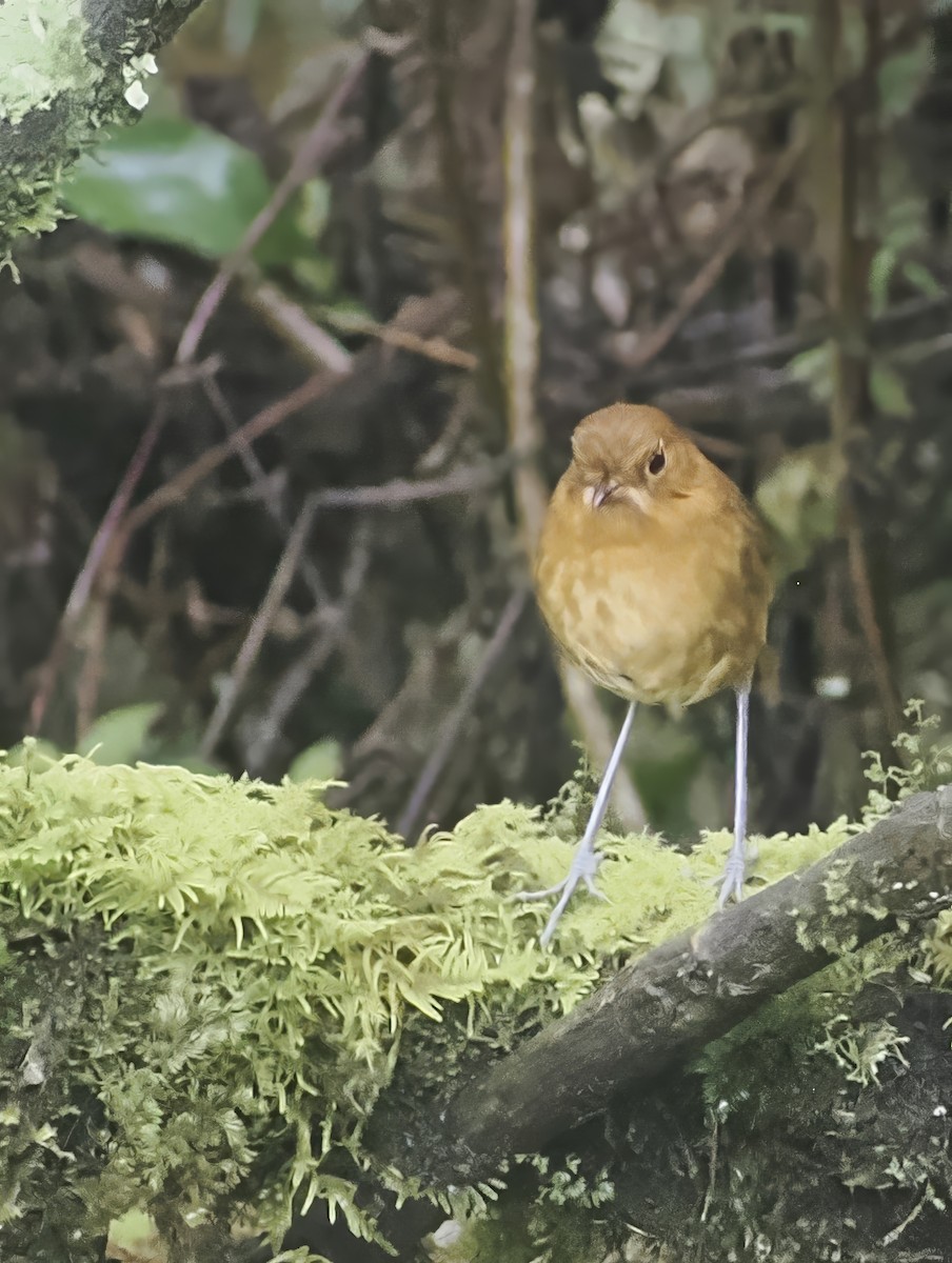 Muisca Antpitta - ML639915683