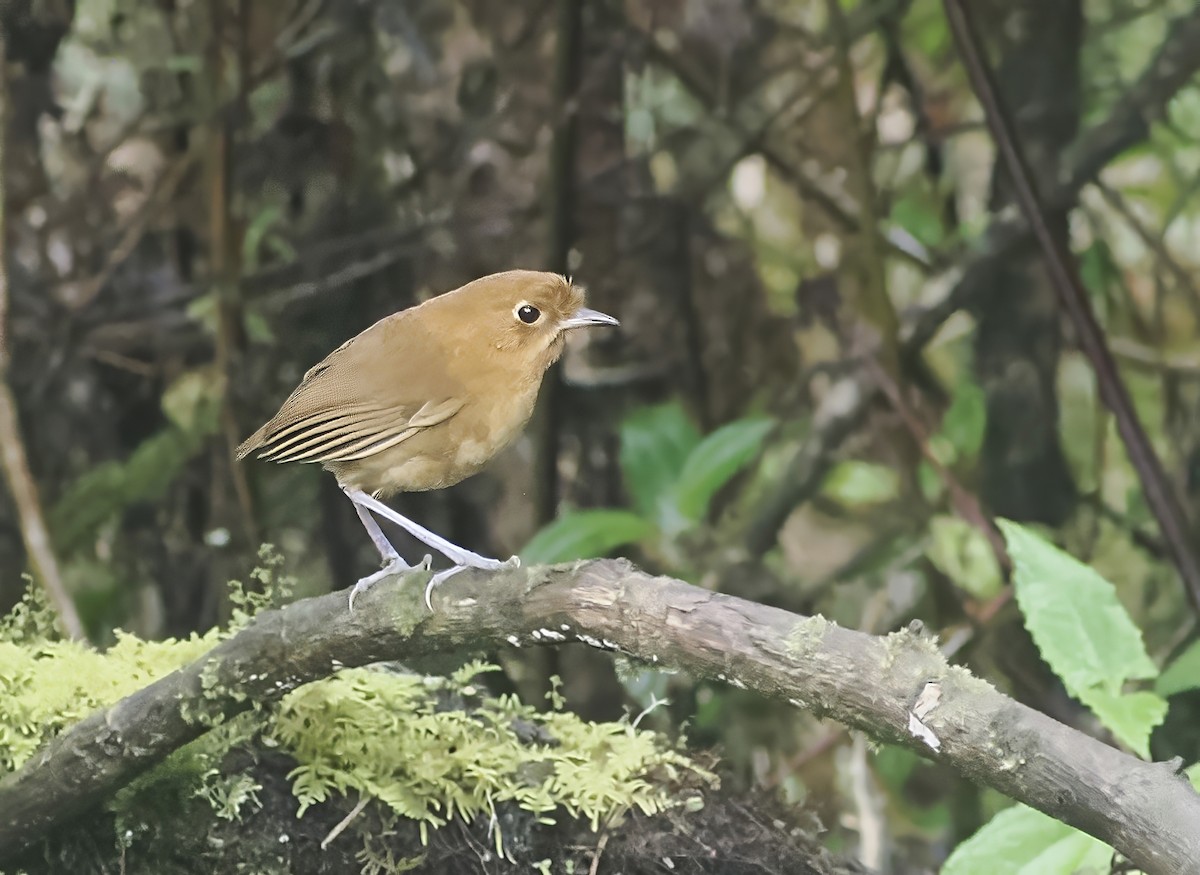 Muisca Antpitta - ML639915687