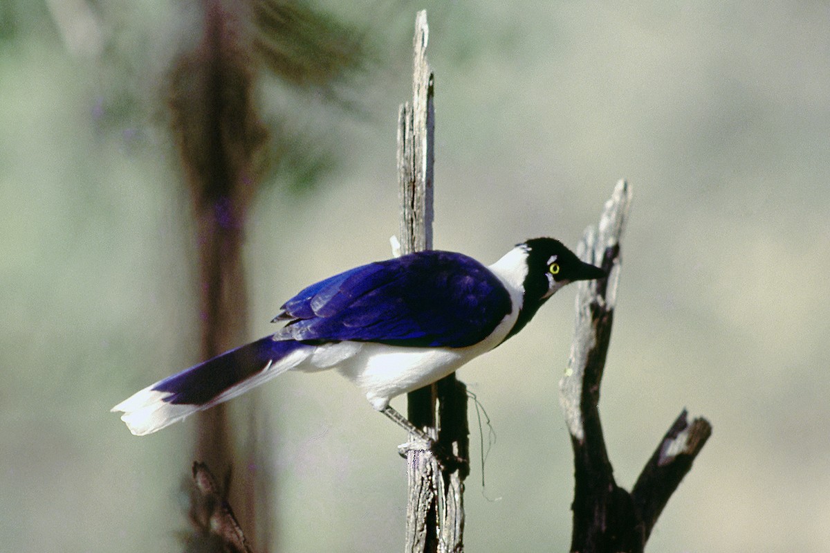 White-tailed Jay - ML639915688