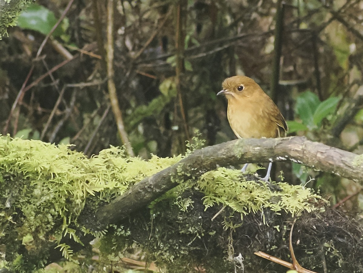 Muisca Antpitta - ML639915693