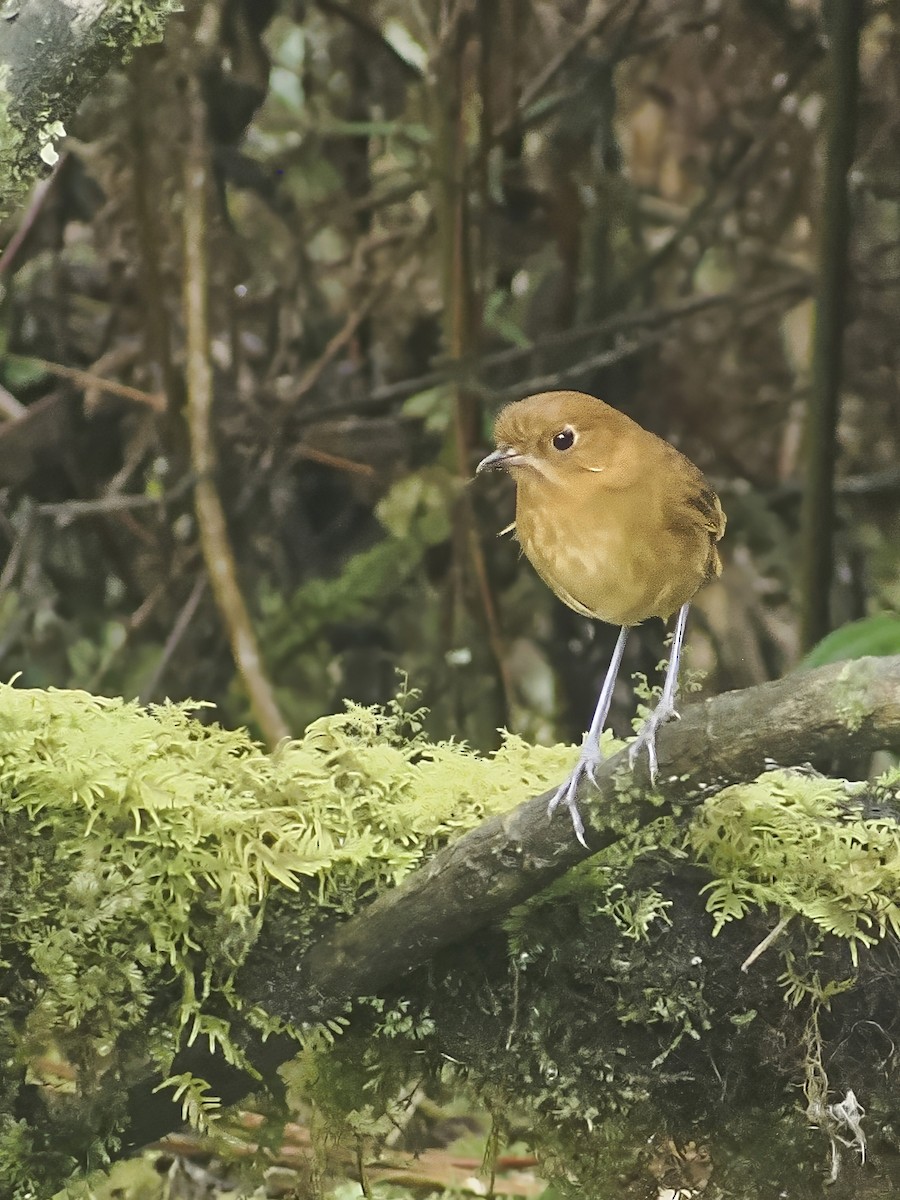 Muisca Antpitta - ML639915703