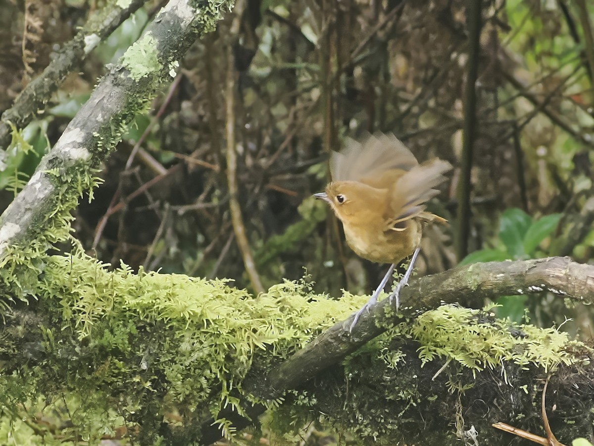 Muisca Antpitta - ML639915706