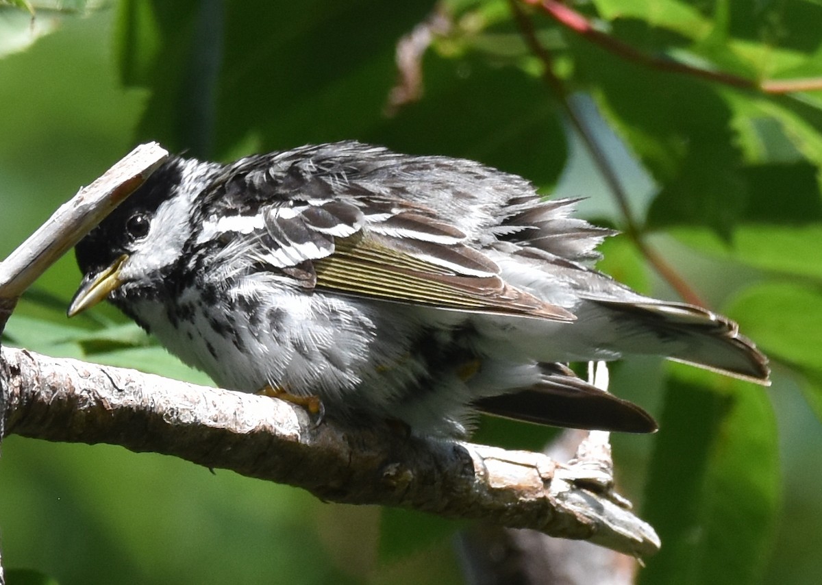Blackpoll Warbler - ML639915772