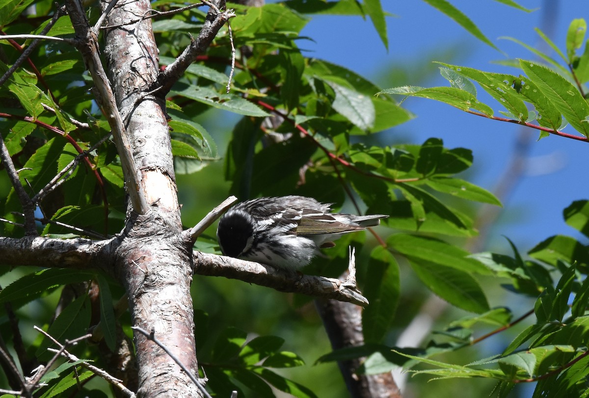 Blackpoll Warbler - ML639915773