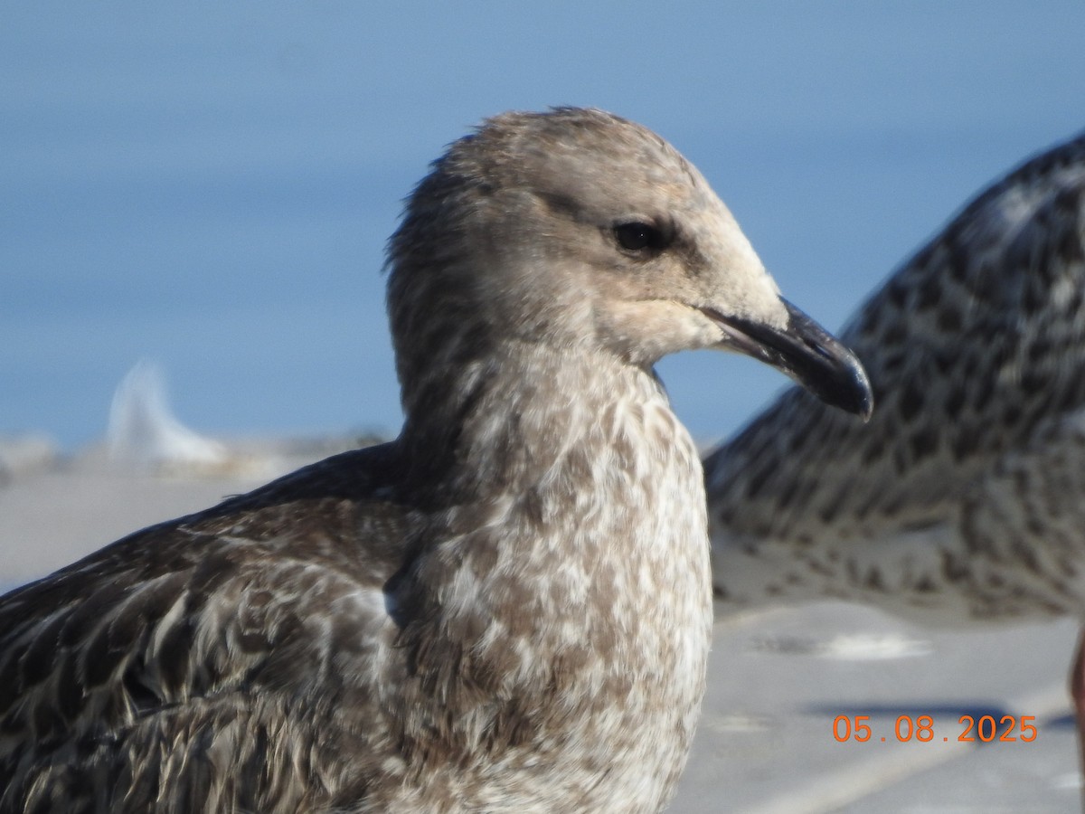 California Gull - ML639915775