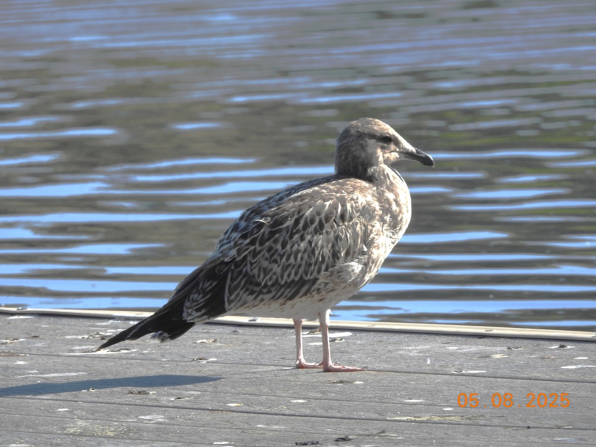 California Gull - ML639915795