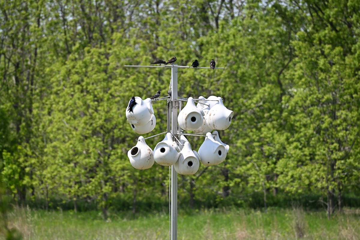 Purple Martin - ML639915798