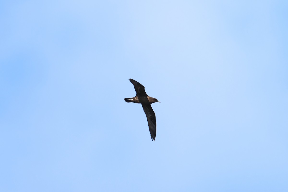 Christmas Shearwater - ML639915842