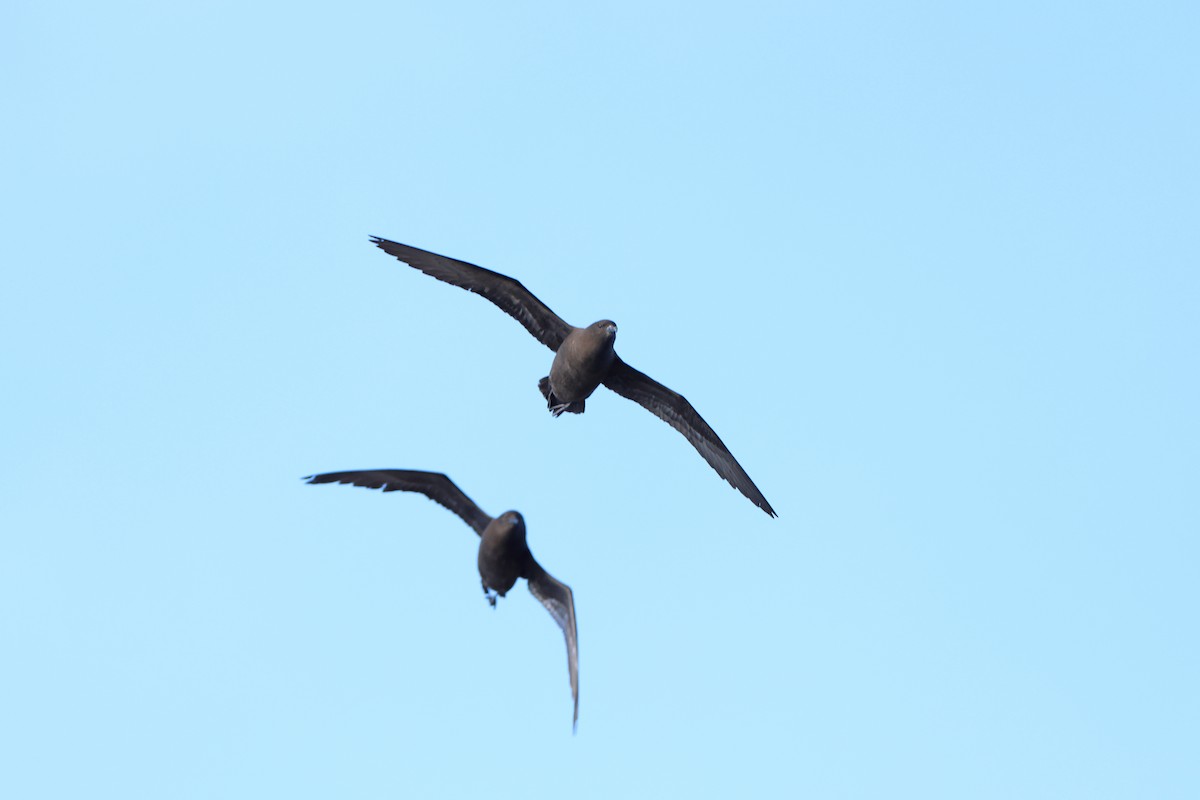 Christmas Shearwater - ML639915848