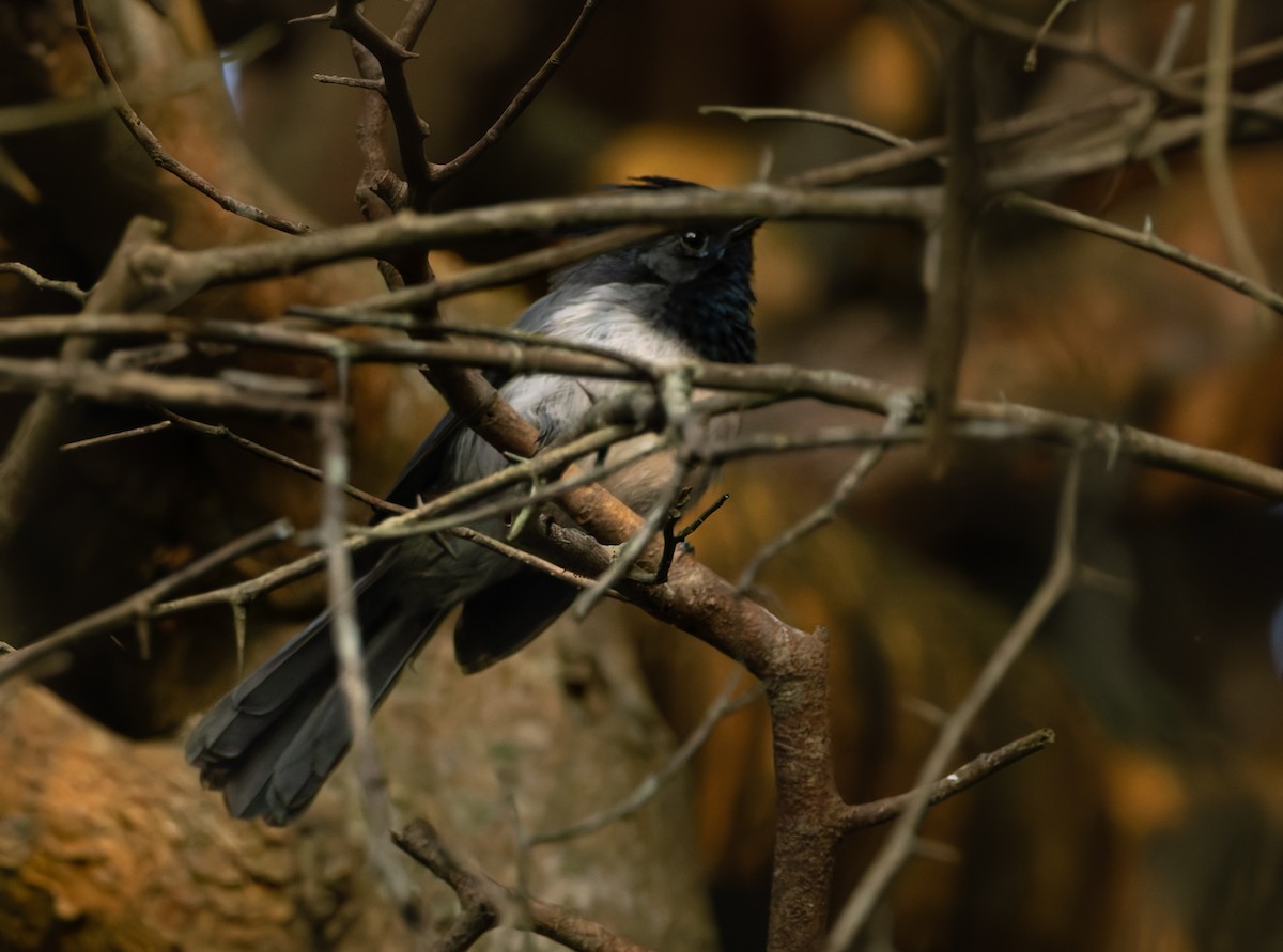 African Crested Flycatcher - ML639915870
