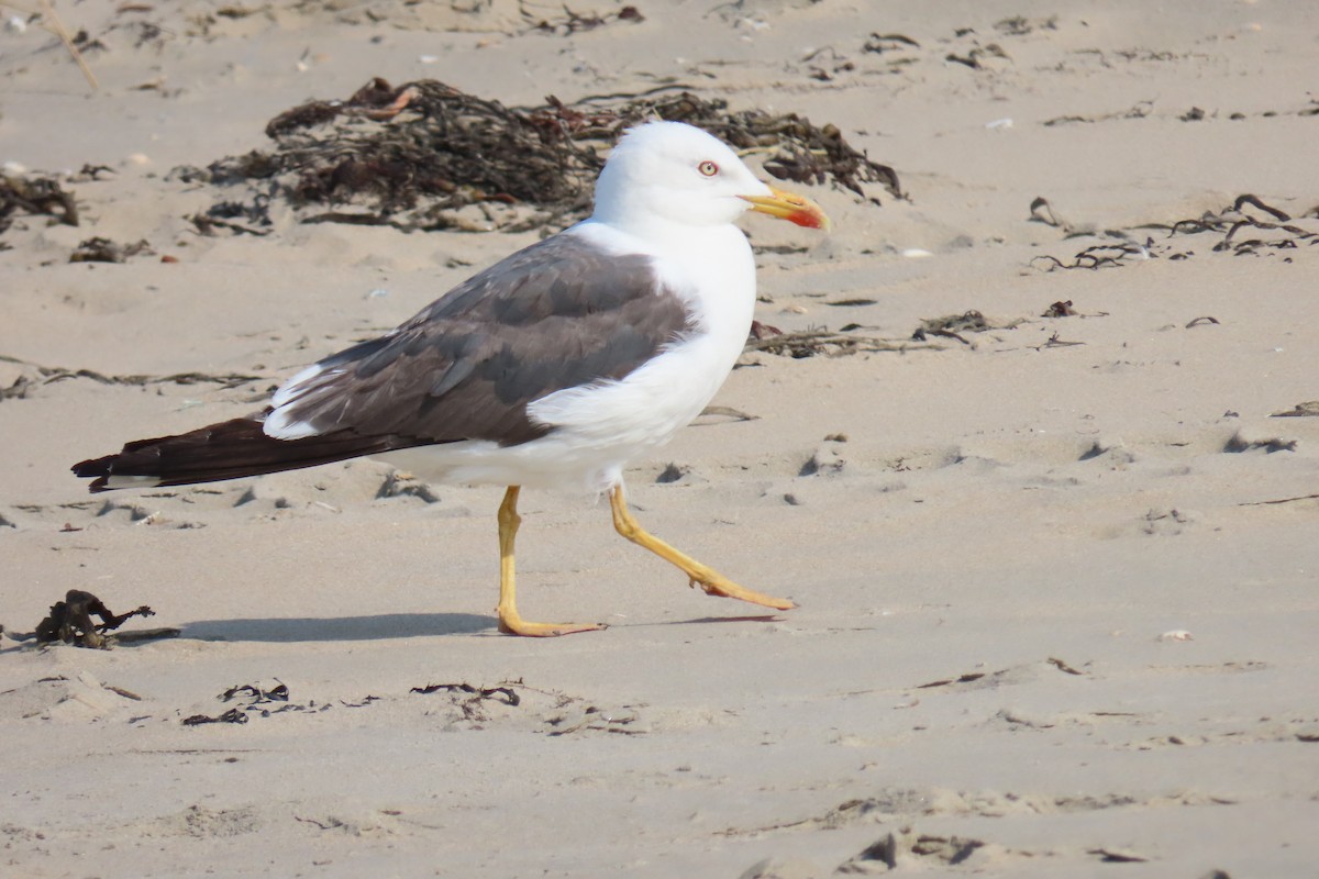 Lesser Black-backed Gull - ML639915876