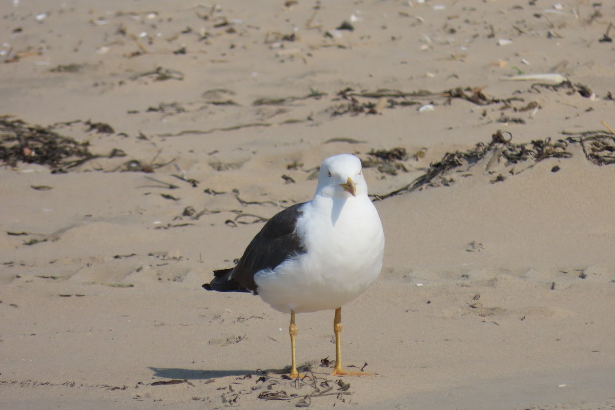 Lesser Black-backed Gull - ML639915880