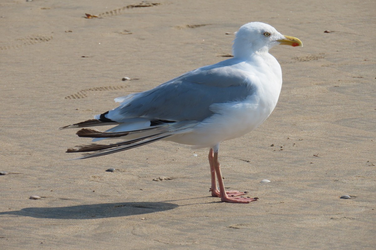 European Herring Gull - ML639915883