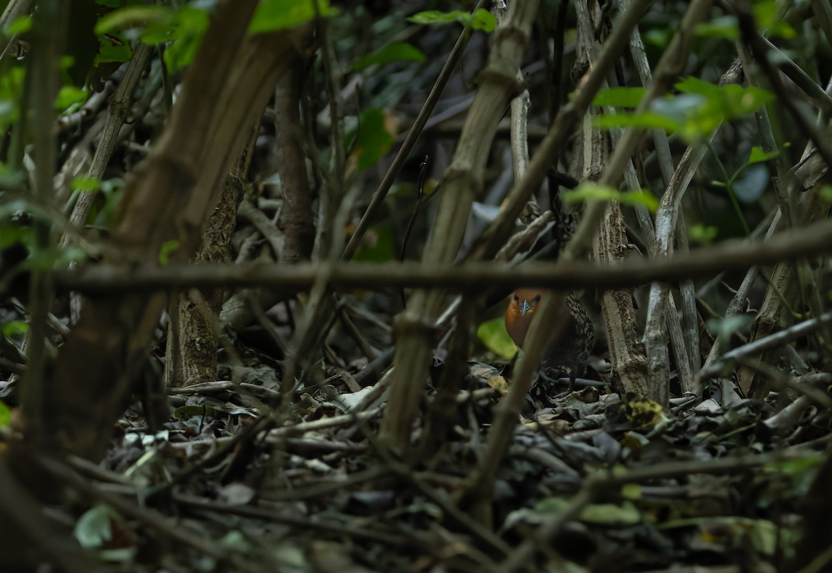 Buff-spotted Flufftail - ML639915884