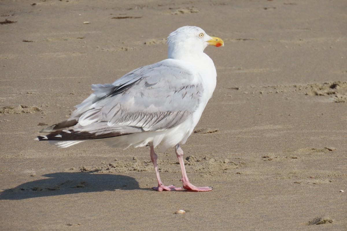 European Herring Gull - ML639915887