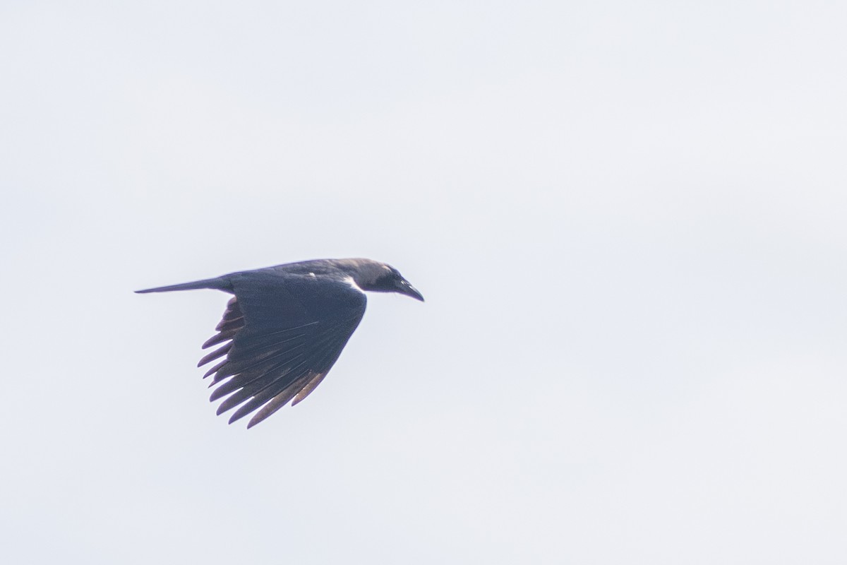 House Crow - ML639915891