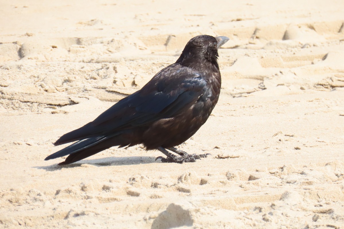 Carrion Crow - ML639915902