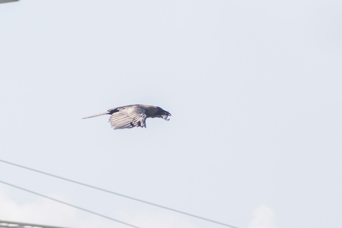 House Crow - ML639915912