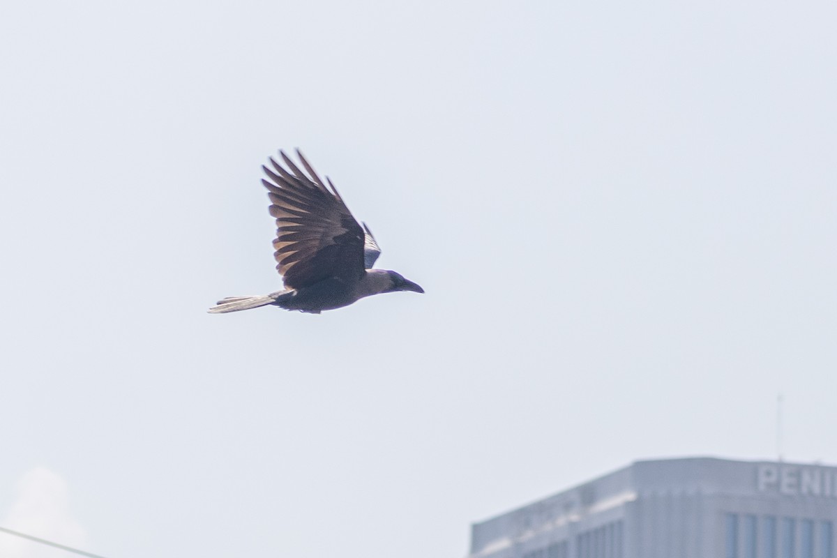 House Crow - ML639915917