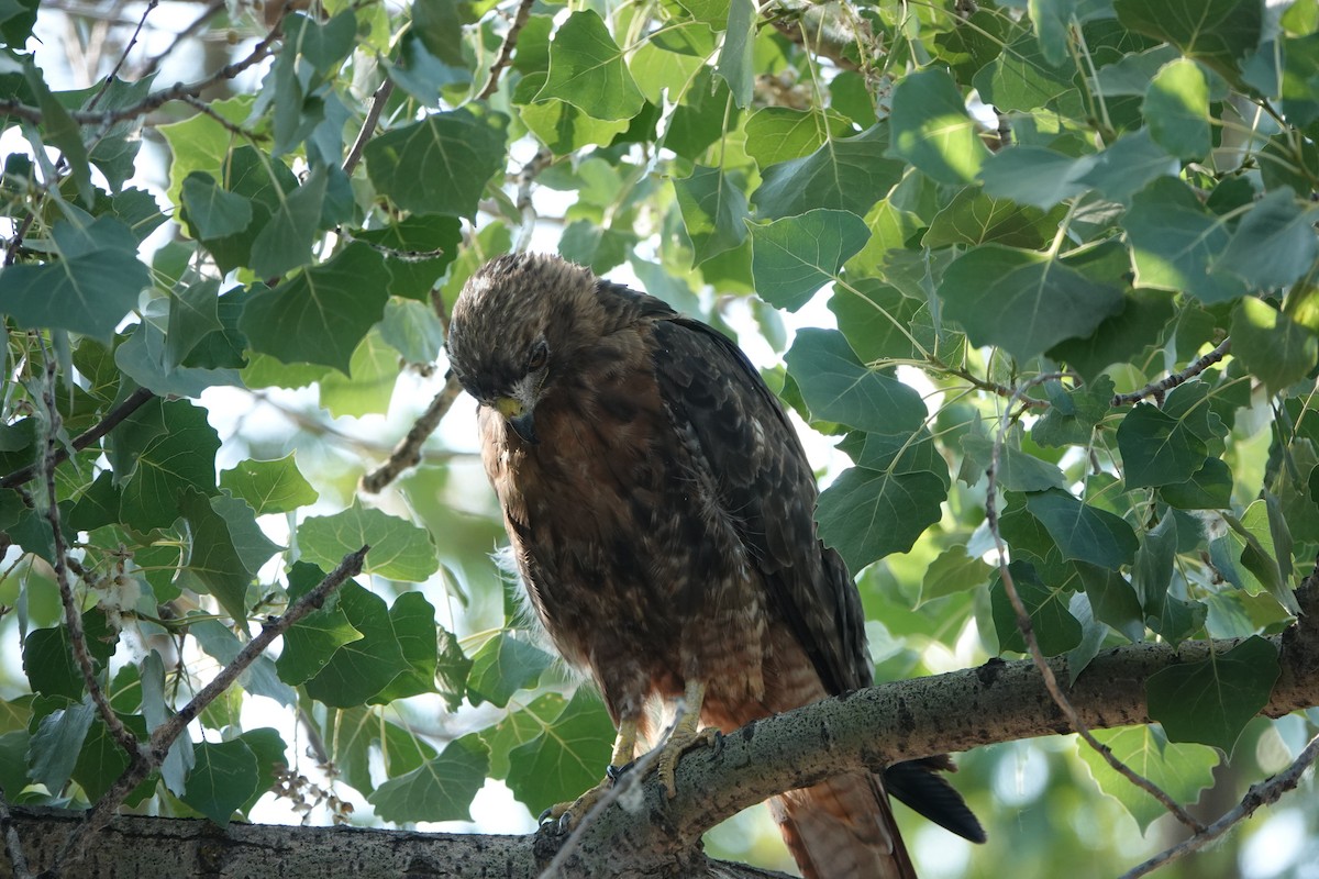 Red-tailed Hawk - ML639915921