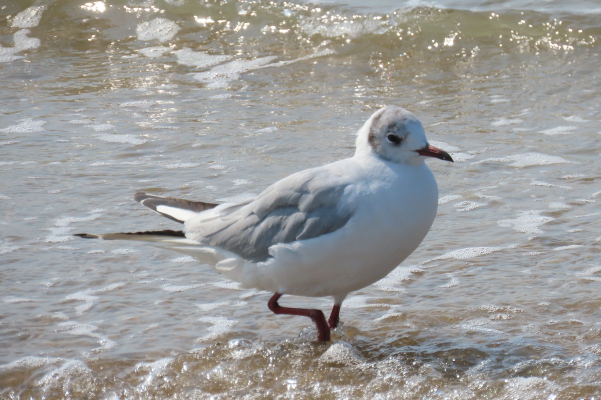 Black-headed Gull - ML639915922
