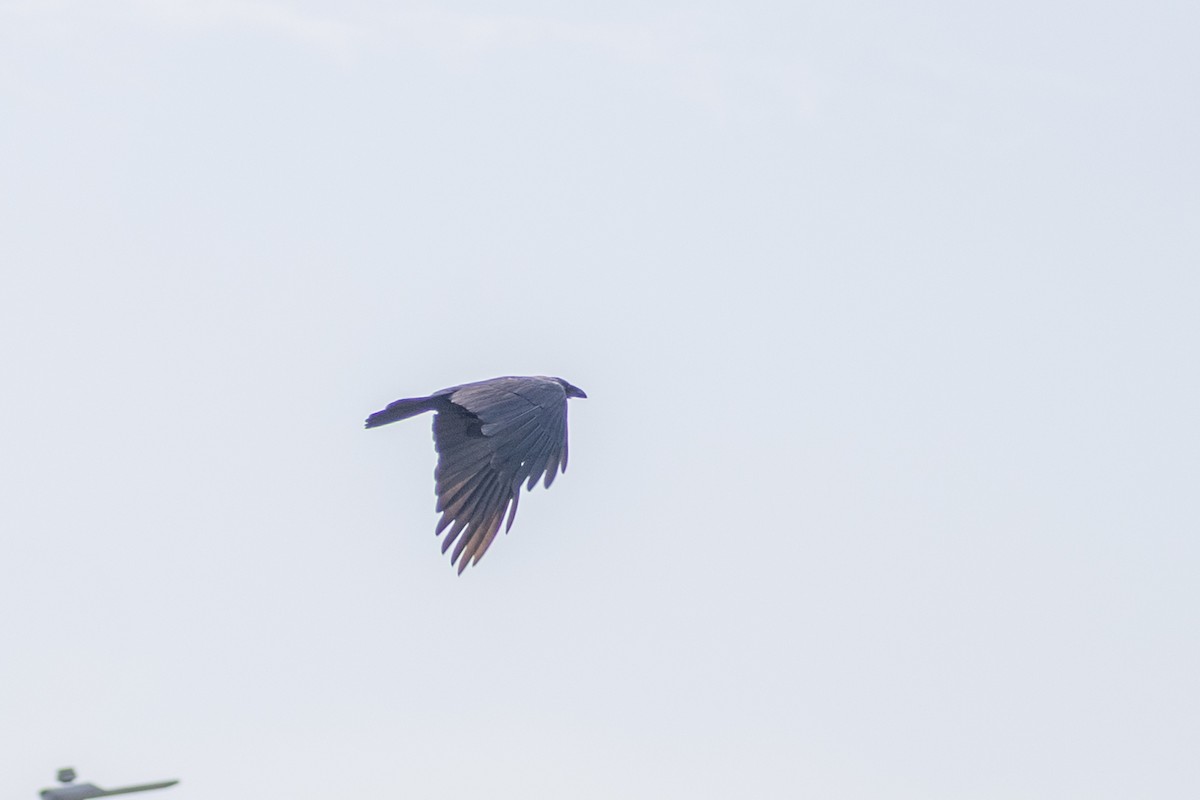 House Crow - ML639915924