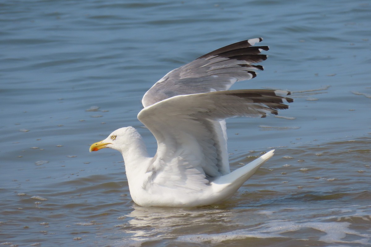 European Herring Gull - ML639915925