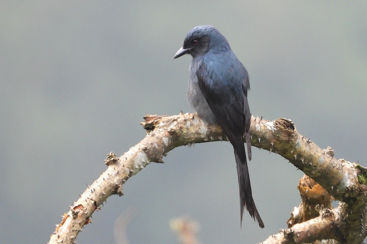 Пепельный дронго - ML639915926