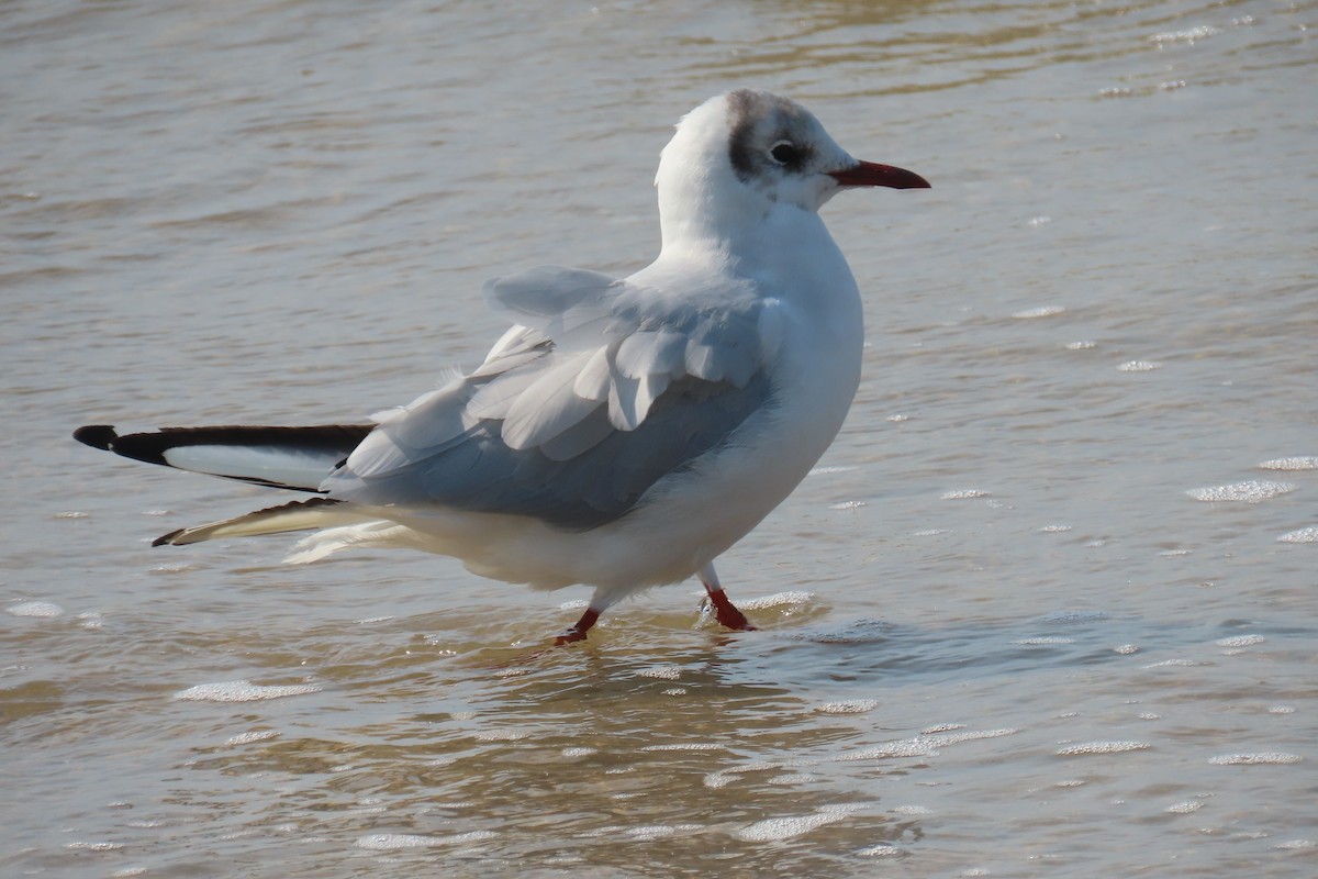 Black-headed Gull - ML639915930
