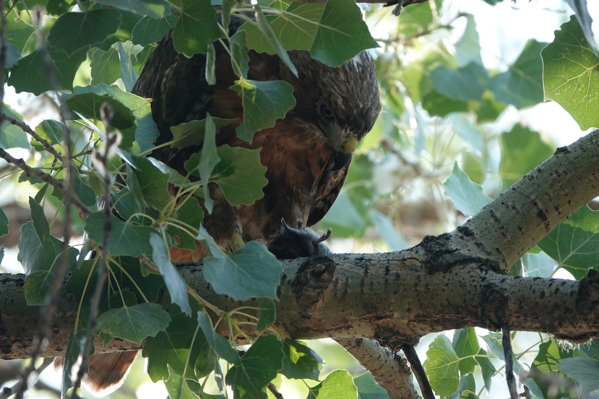 Red-tailed Hawk - ML639915945