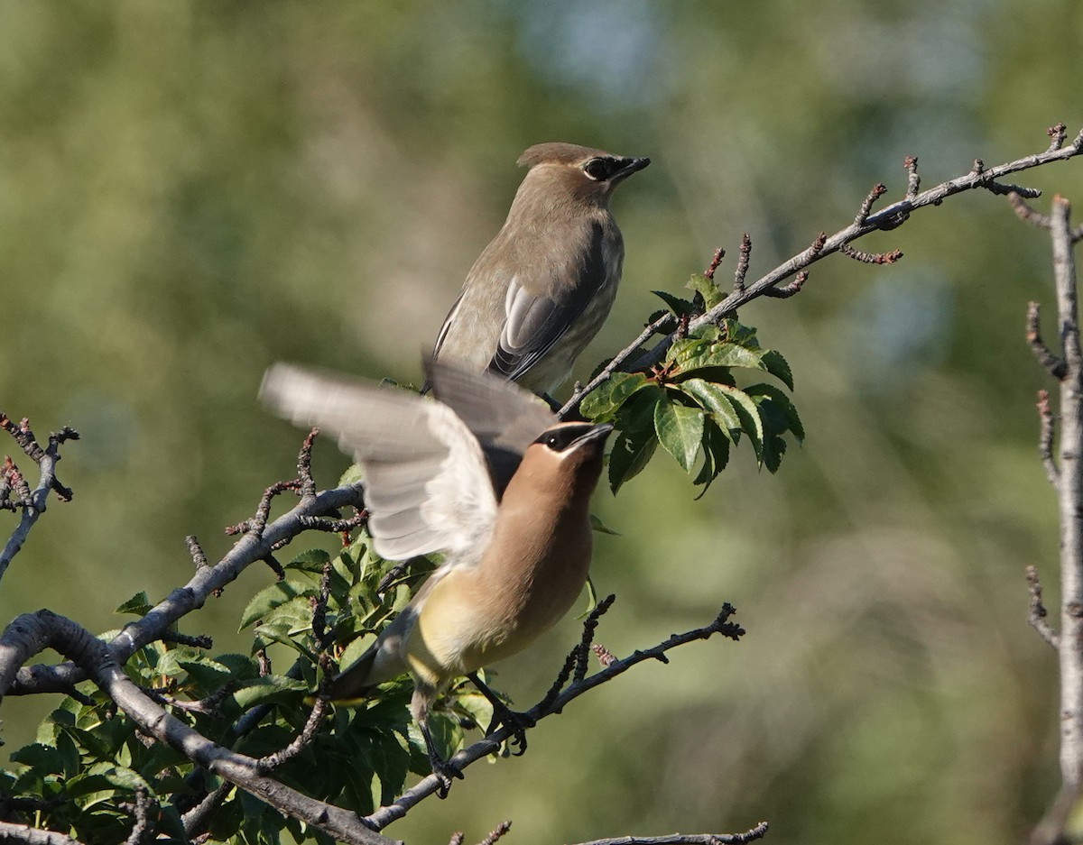 Cedar Waxwing - ML639915964